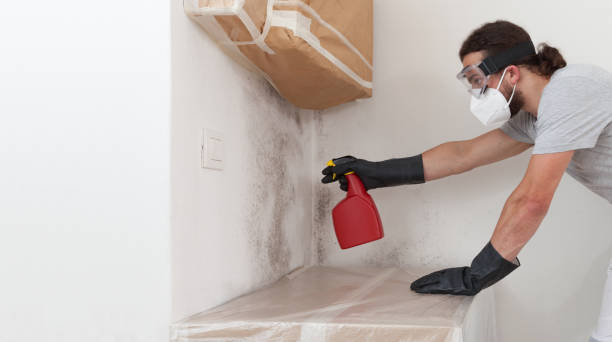 Professional Black Mold Remediation technician working in Willow Spring, NC