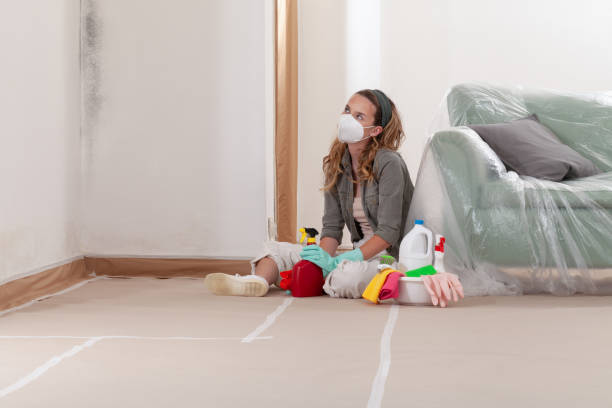 Reliable Black Mold Remediation contractor in Willow Spring, NC by Car Mold Remediation