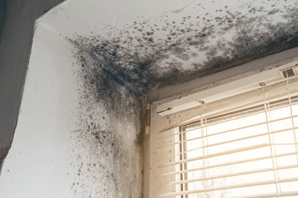 Affordable Black Mold Remediation solutions in Willow Spring, NC
